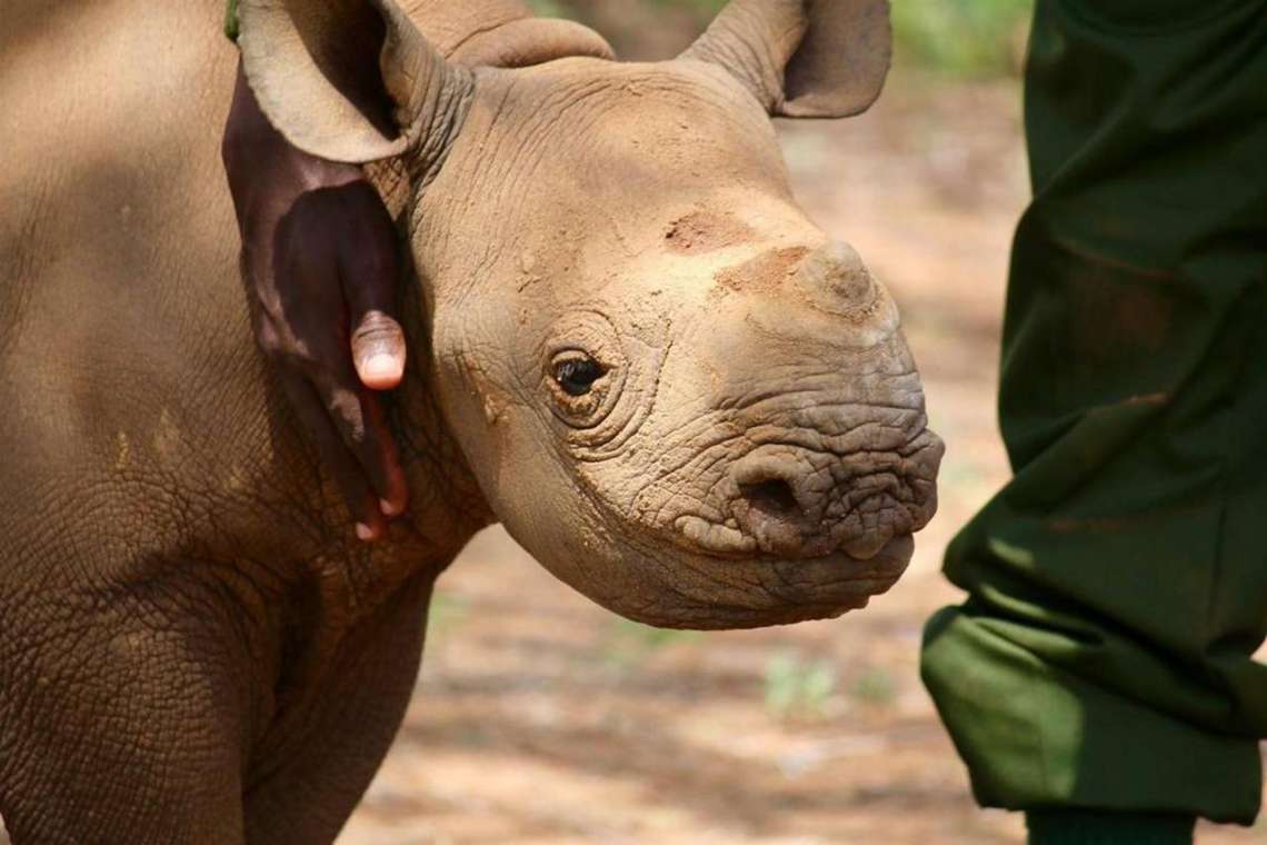 9 Night Kenya Safari and Rhino Tracking Conservation Experience