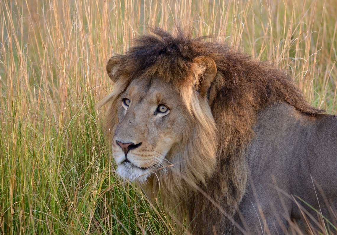 7 Night Kenya Lion Research Safari