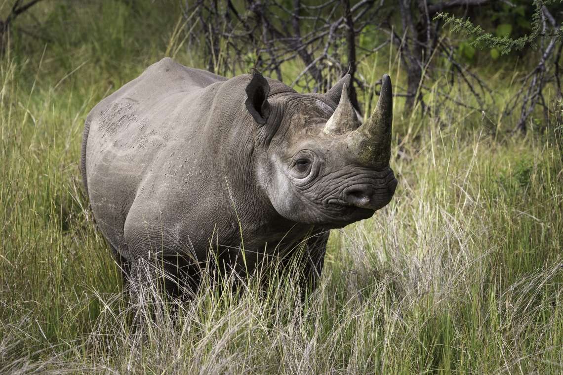 3 Night Rhino Conservation Experience